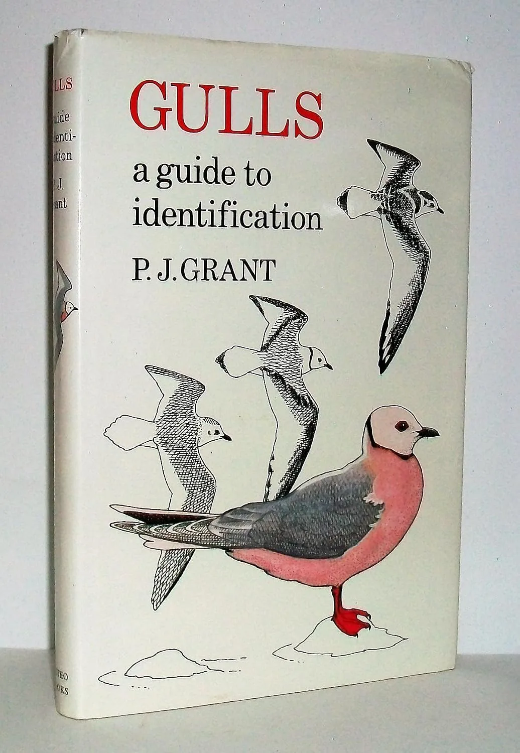 Gulls, a guide to identification